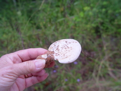 Multifurca ochricompacta