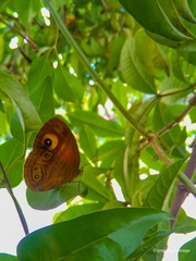 Mycalesis patnia