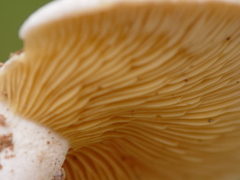 Multifurca ochricompacta