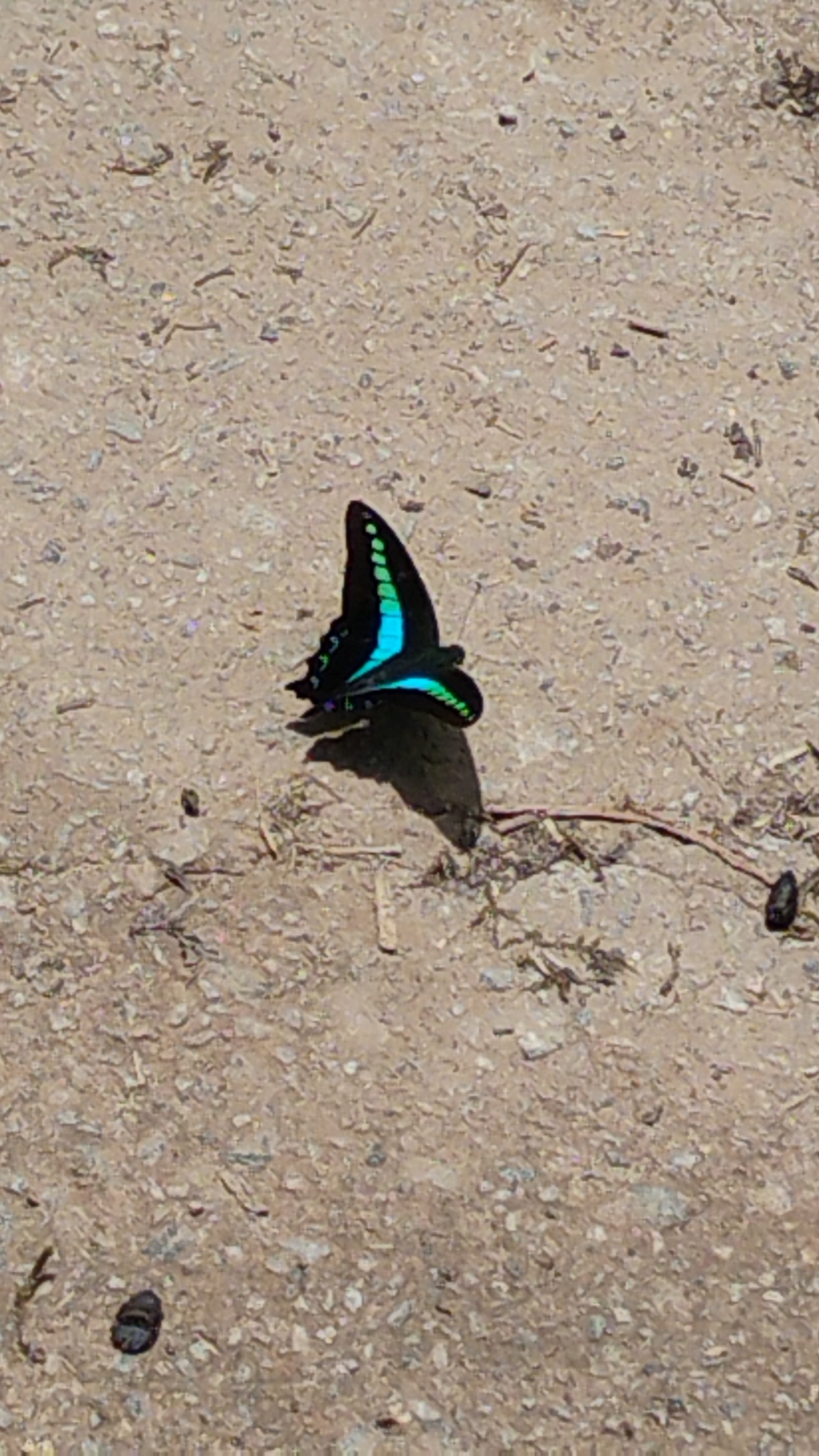 Narrow-Banded Bluebottle