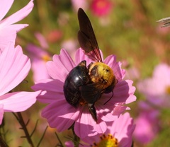 Xylocopa appendiculata