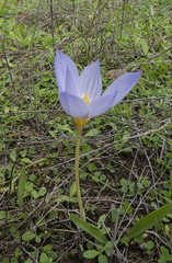 Crocus pulchellus