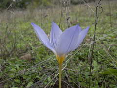 Crocus pulchellus