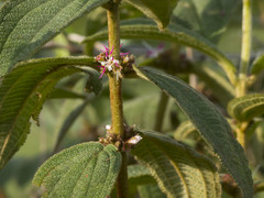 Miconia rubra