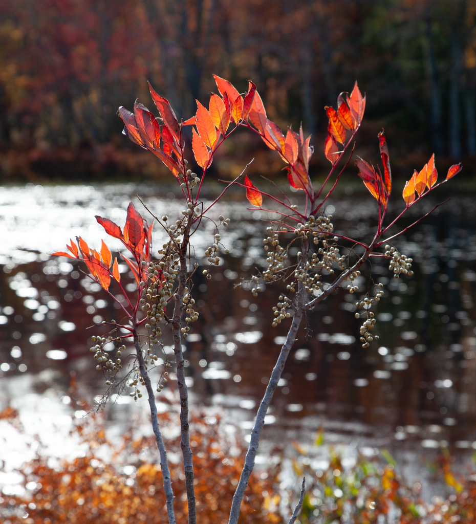 poison sumac from Region of Queens, NS, Canada on October 13, 2019 at