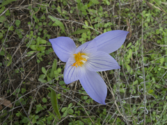 Crocus pulchellus