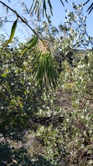 Thelypodium wrightii