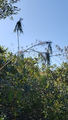 Thelypodium wrightii