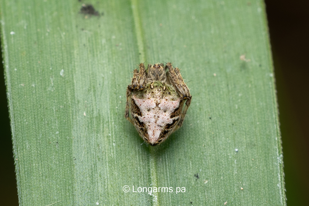 Eriovixia yunnanensis