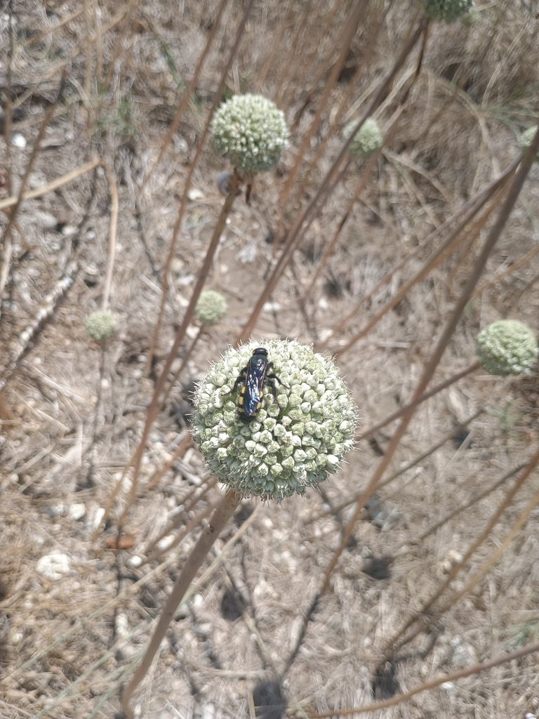Six-spotted Scoliid Wasp