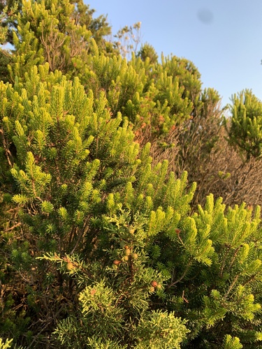 Vielblütige Heide