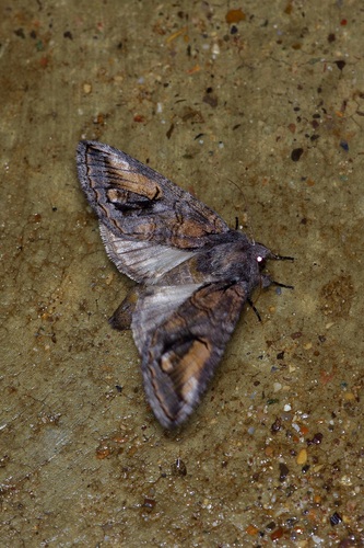 Heterocampa secessionis photo 5