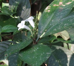 Ruellia proxima