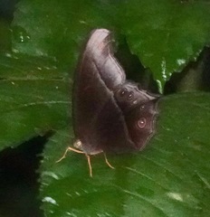 Coelites euptychioides