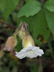 Distimake aegyptius, photograph Taize Santos, CC0, iNaturalist via GBIF