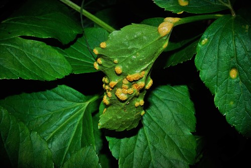Alexanders Rust