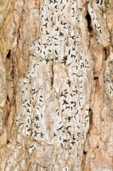 Opegrapha