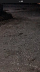 Carcharhinus melanopterus