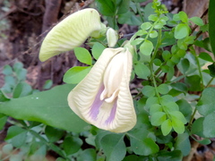 Centrosema sagittatum