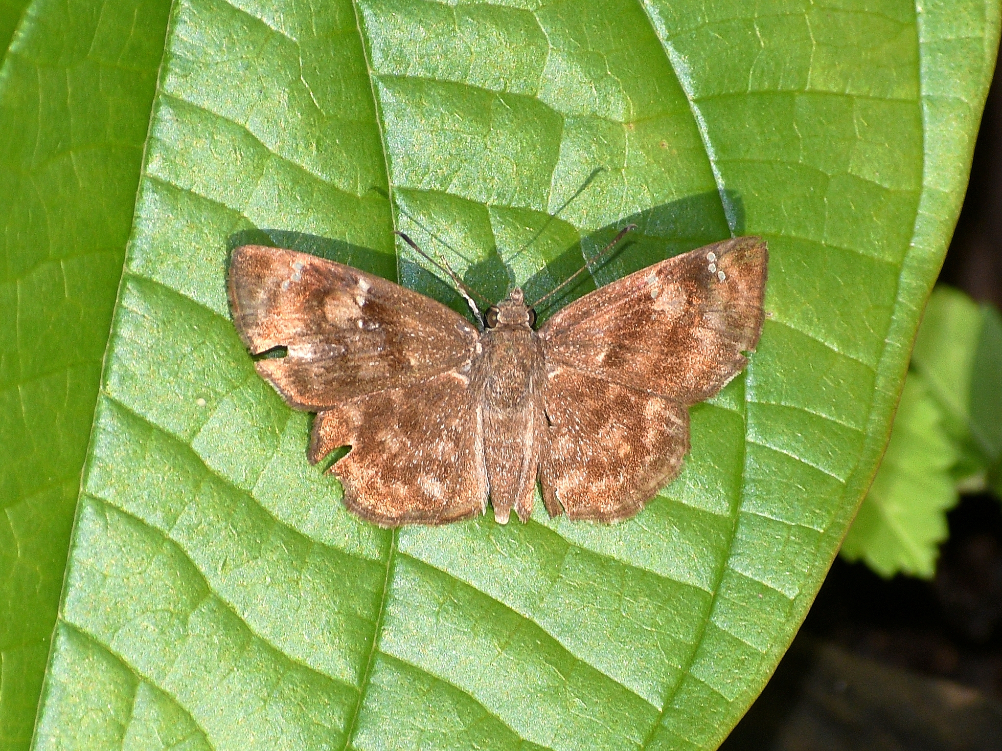 Common Small Flat