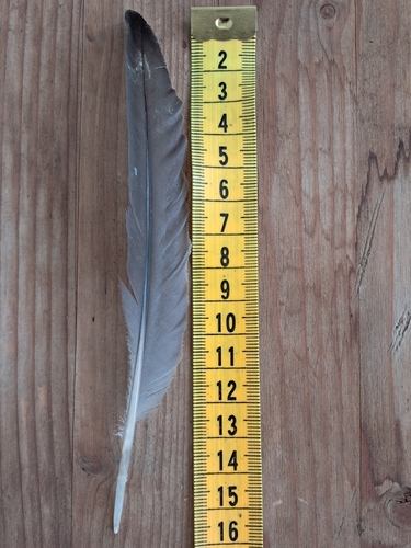 Plume de Foulque macroule