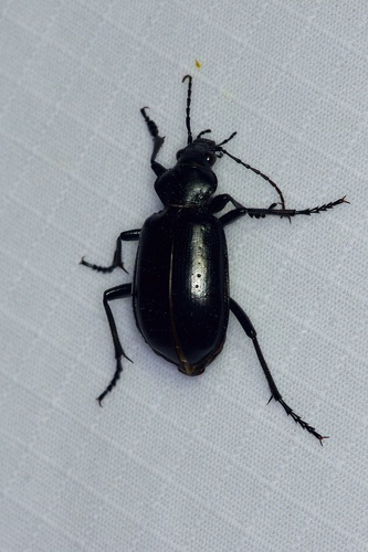 Ground beetle photo 6