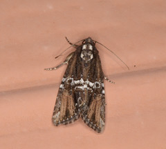 Bryolymnia semifascia