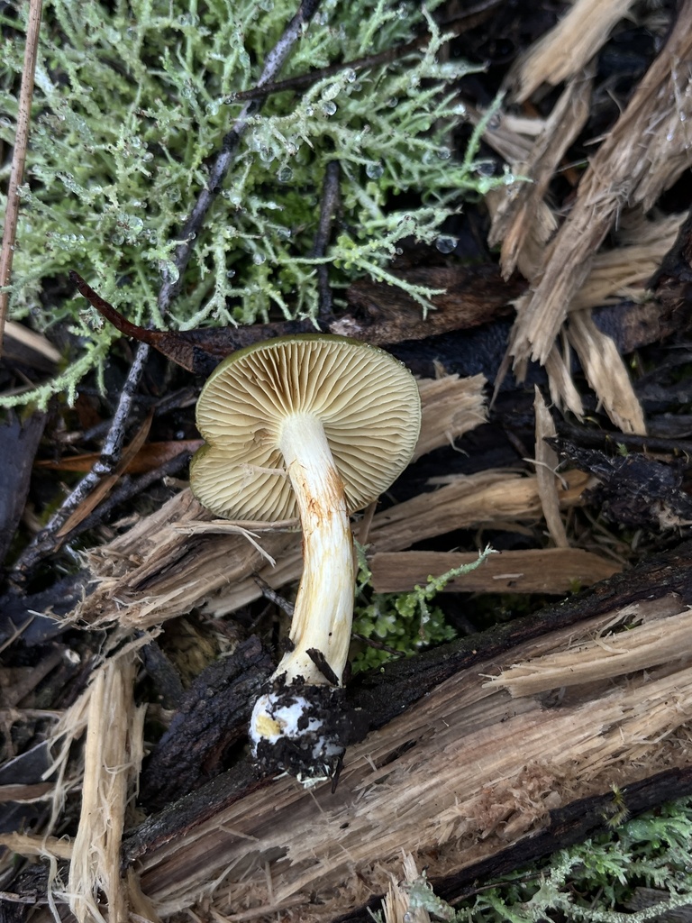 Cortinarius austrovenetus · June 2025 · photo: © oqt (iNaturalist, cc-by)