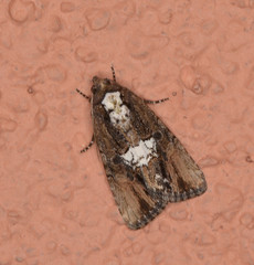 Bryolymnia semifascia