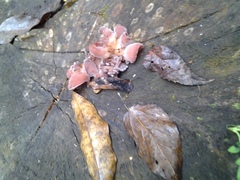 Auricularia auricula-judae