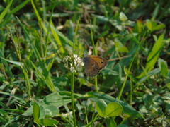 Coenonympha pamphilus