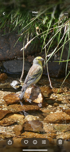 Corsican Finch, Quenza, photo 6 of 10