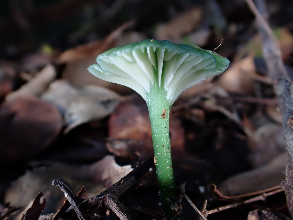 Gliophorus graminicolor · July 2025 · photo: © oqt (iNaturalist, cc-by)