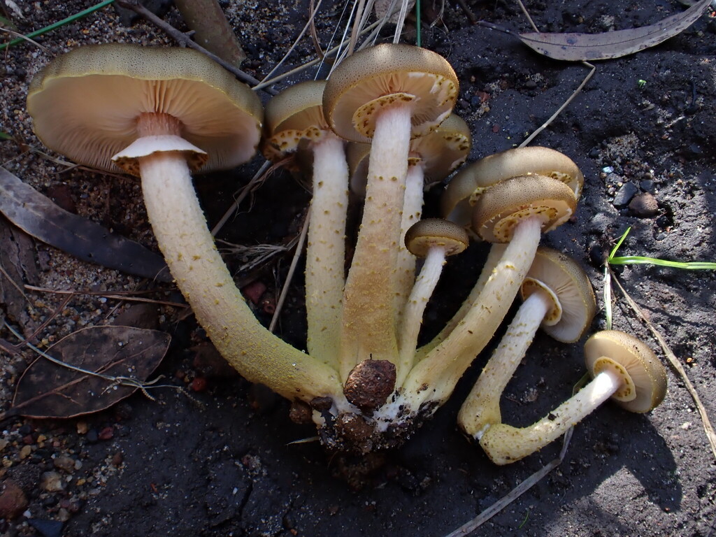 Armillaria luteobubalina · June 2025 · photo: © oqt (iNaturalist, cc-by)