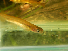 Common Galaxias photo 4