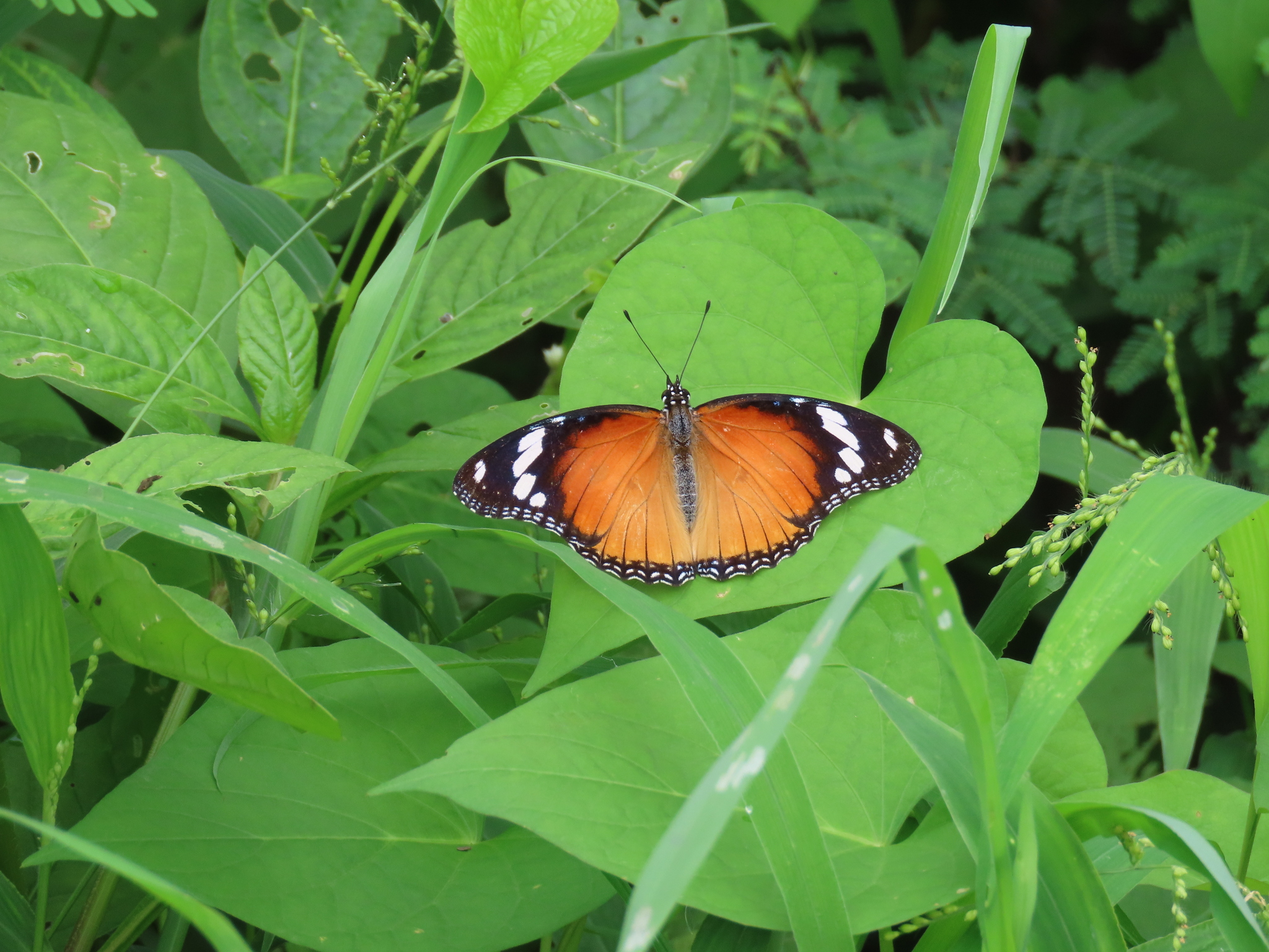 Danaid Eggfly
