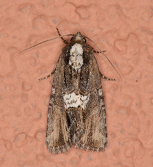 Bryolymnia semifascia