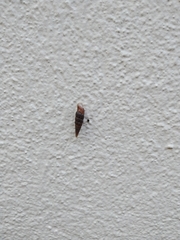 Clausiliidae