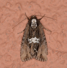 Bryolymnia semifascia