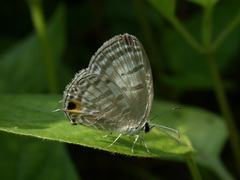 Jamides celeno aelianus