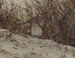 Passerculus sandwichensis princeps