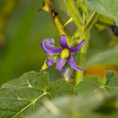 Solanum mammosum