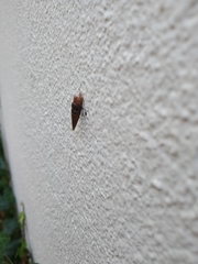 Clausiliidae
