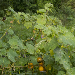 Solanum mammosum