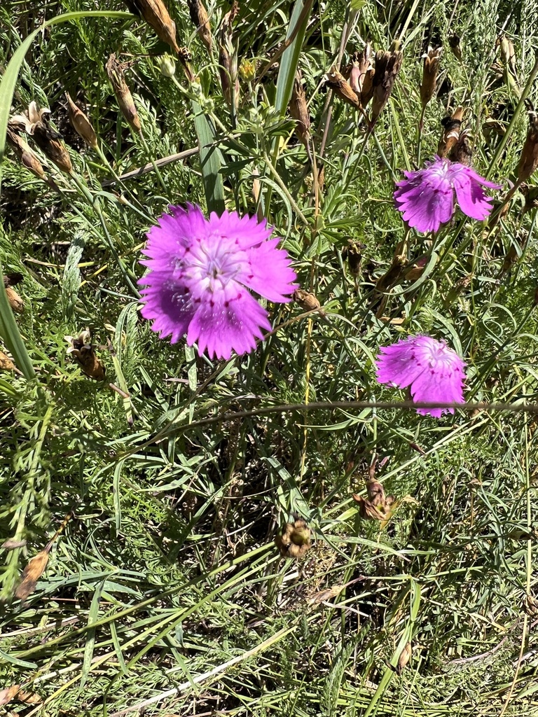 Dianthus chinensis, Нижнесергинский район, Свердловская область, RU