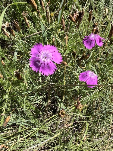 Dianthus chinensis