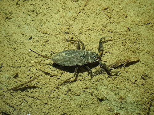 Wasserskorpion
