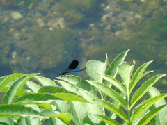 Calopteryx splendens