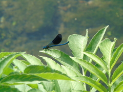 Calopteryx splendens