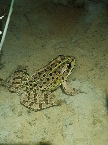 Wasserfrösche